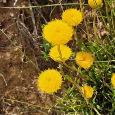 Rutidosis leiolepis (Monaro Golden Daisy) at Cooma Grasslands Reserves - 18 Nov 2022 by trevorpreston