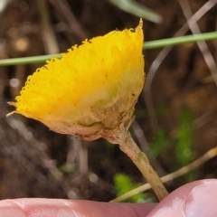 Rutidosis leiolepis at Cooma, NSW - 19 Nov 2022