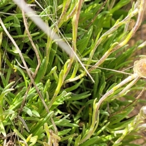 Rutidosis leiolepis at Cooma, NSW - 19 Nov 2022