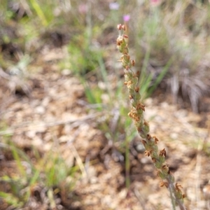 Plantago gaudichaudii at Cooma, NSW - 19 Nov 2022