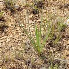 Plantago gaudichaudii at Cooma, NSW - 19 Nov 2022 10:50 AM