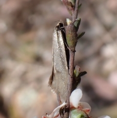 Philobota (genus) (Unidentified Philobota genus moths) at Aranda Bushland - 16 Nov 2022 by CathB