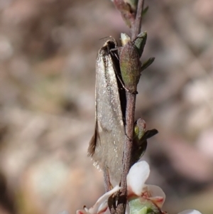 Philobota (genus) at Aranda, ACT - 16 Nov 2022