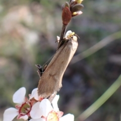Philobota (genus) at Aranda, ACT - 16 Nov 2022