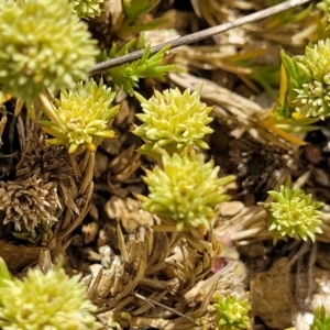 Scleranthus diander at Cooma, NSW - 19 Nov 2022