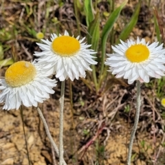 Leucochrysum albicans subsp. tricolor (Hoary Sunray) at Cooma Grasslands Reserves - 18 Nov 2022 by trevorpreston
