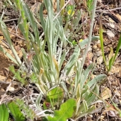 Leucochrysum albicans subsp. tricolor at Cooma, NSW - 19 Nov 2022