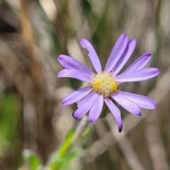 Vittadinia cuneata var. cuneata (Fuzzy New Holland Daisy) at Cooma, NSW - 19 Nov 2022 by trevorpreston