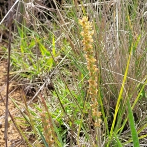 Plantago gaudichaudii at Cooma, NSW - 19 Nov 2022 10:45 AM