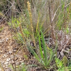 Plantago gaudichaudii at Cooma, NSW - 19 Nov 2022 10:45 AM