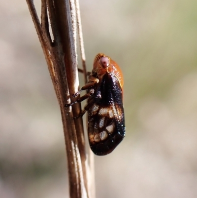 Chaetophyes compacta (Tube spittlebug) at Aranda Bushland - 16 Nov 2022 by CathB