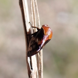 Chaetophyes compacta at Aranda, ACT - 16 Nov 2022