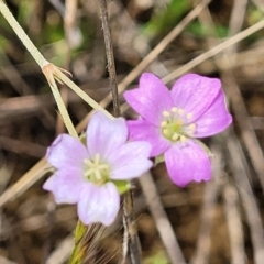 Geranium retrorsum (Grassland Cranesbill) at Cooma Grasslands Reserves - 18 Nov 2022 by trevorpreston