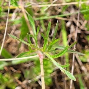 Geranium retrorsum at Cooma, NSW - 19 Nov 2022