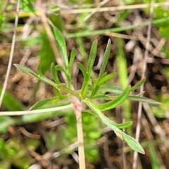 Geranium retrorsum at Cooma, NSW - 19 Nov 2022