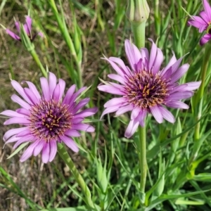 Tragopogon porrifolius subsp. porrifolius at Cooma, NSW - 19 Nov 2022