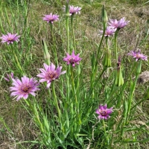 Tragopogon porrifolius subsp. porrifolius at Cooma, NSW - 19 Nov 2022