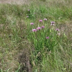 Tragopogon porrifolius subsp. porrifolius at Cooma, NSW - 19 Nov 2022 10:44 AM