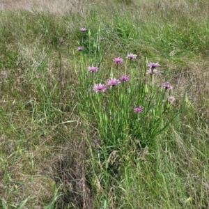 Tragopogon porrifolius subsp. porrifolius at Cooma, NSW - 19 Nov 2022 10:44 AM