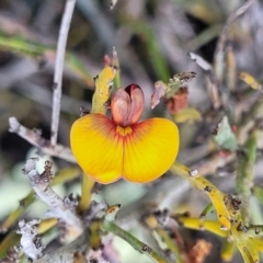 Bossiaea riparia at Glen Fergus, NSW - 19 Nov 2022 by trevorpreston