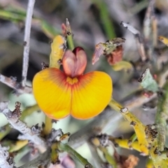 Bossiaea riparia at Glen Fergus, NSW - 19 Nov 2022 10:32 AM