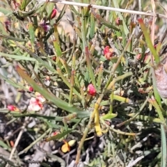 Bossiaea riparia at Glen Fergus, NSW - 19 Nov 2022 10:32 AM