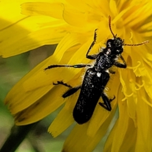 Eleale simplex at Glen Fergus, NSW - 19 Nov 2022 10:23 AM