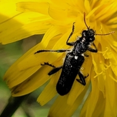 Eleale simplex (Clerid beetle) at Glen Fergus, NSW - 18 Nov 2022 by trevorpreston