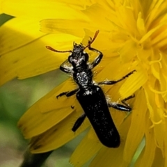 Eleale simplex at Glen Fergus, NSW - 19 Nov 2022