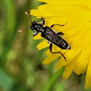 Eleale simplex at Glen Fergus, NSW - 19 Nov 2022 10:23 AM