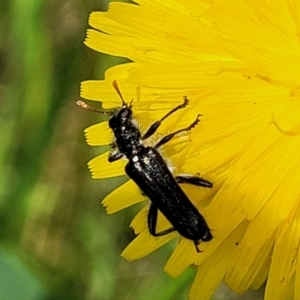 Eleale simplex at Glen Fergus, NSW - 19 Nov 2022 10:23 AM