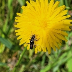 Eleale simplex at Glen Fergus, NSW - 19 Nov 2022 10:23 AM