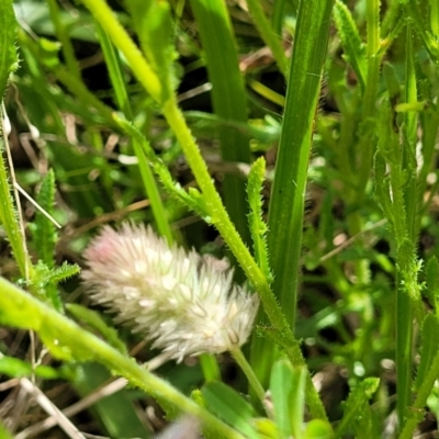 Trifolium arvense (Haresfoot Clover) at Glen Fergus, NSW - 19 Nov 2022 by trevorpreston