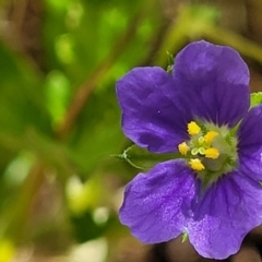 Erodium crinitum at Glen Fergus, NSW - 19 Nov 2022