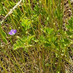 Erodium crinitum at Glen Fergus, NSW - 19 Nov 2022