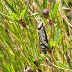 Philobota lysizona (A concealer moth) at Coornartha Nature Reserve - 19 Nov 2022 by trevorpreston