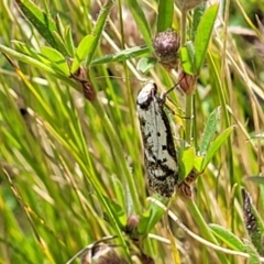Philobota lysizona (A concealer moth) at Glen Fergus, NSW - 18 Nov 2022 by trevorpreston