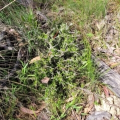 Melicytus angustifolius subsp. divaricatus (Divaricate Tree Violet) at Glen Fergus, NSW - 19 Nov 2022 by trevorpreston