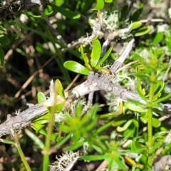 Melicytus angustifolius subsp. divaricatus at Glen Fergus, NSW - 19 Nov 2022