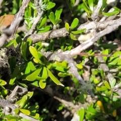 Melicytus angustifolius subsp. divaricatus at Glen Fergus, NSW - 19 Nov 2022
