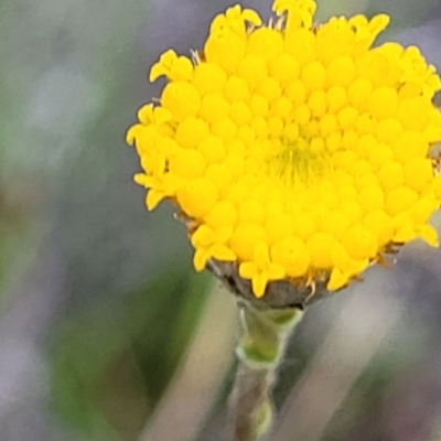 Leptorhynchos squamatus (Scaly Buttons) at Coornartha Nature Reserve - 18 Nov 2022 by trevorpreston