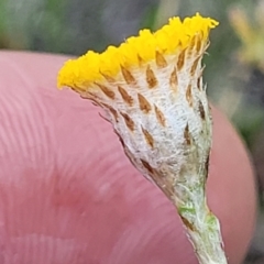 Leptorhynchos squamatus at Glen Fergus, NSW - 19 Nov 2022