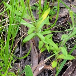 Leptorhynchos squamatus at Glen Fergus, NSW - 19 Nov 2022 10:16 AM