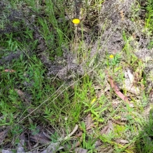 Leptorhynchos squamatus at Glen Fergus, NSW - 19 Nov 2022 10:16 AM