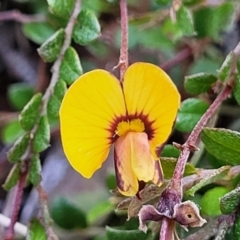 Bossiaea buxifolia (Matted Bossiaea) at Glen Fergus, NSW - 18 Nov 2022 by trevorpreston