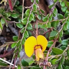 Bossiaea buxifolia at Glen Fergus, NSW - 19 Nov 2022