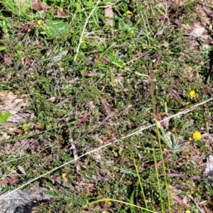 Bossiaea buxifolia at Glen Fergus, NSW - 19 Nov 2022 10:12 AM