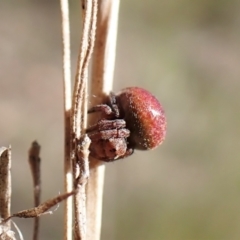 Araneus sp. (genus) (Orb weaver) at Aranda Bushland - 16 Nov 2022 by CathB