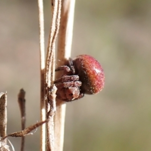 Araneus sp. (genus) at Aranda, ACT - 16 Nov 2022