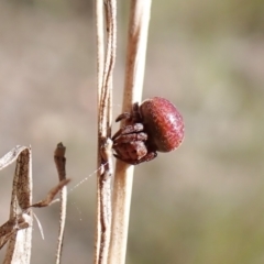 Araneus sp. (genus) at Aranda, ACT - 16 Nov 2022